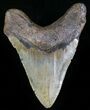 Megalodon Tooth - North Carolina #29234-2
